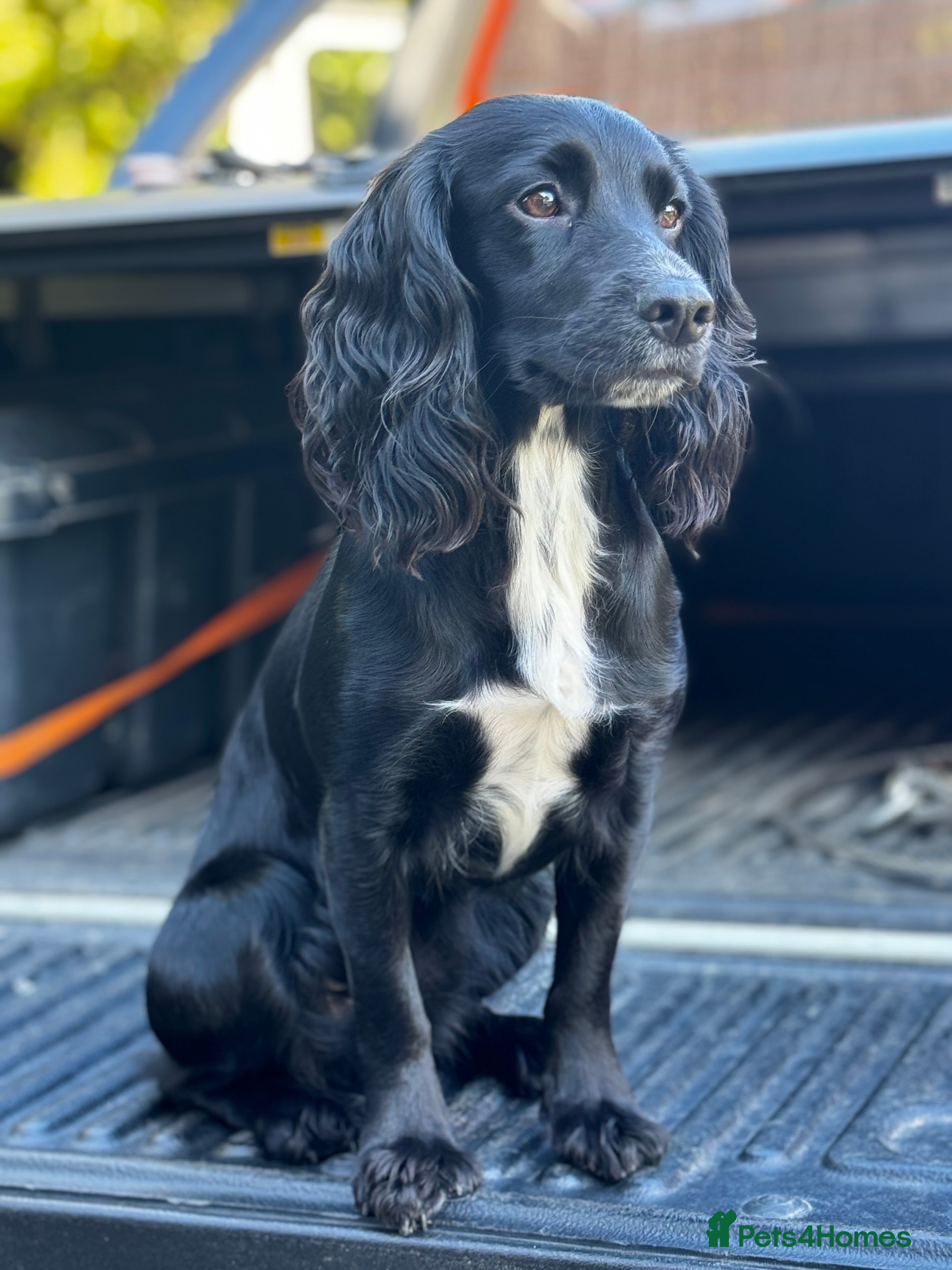 Cocker Spaniel dogs Working Cocker Spaniels for Sale - Advert 5