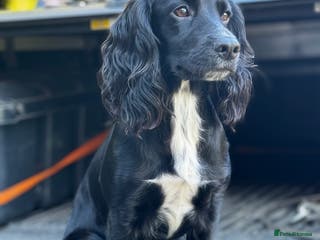 Cocker Spaniel dogs Working Cocker Spaniels for Sale - Advert 17