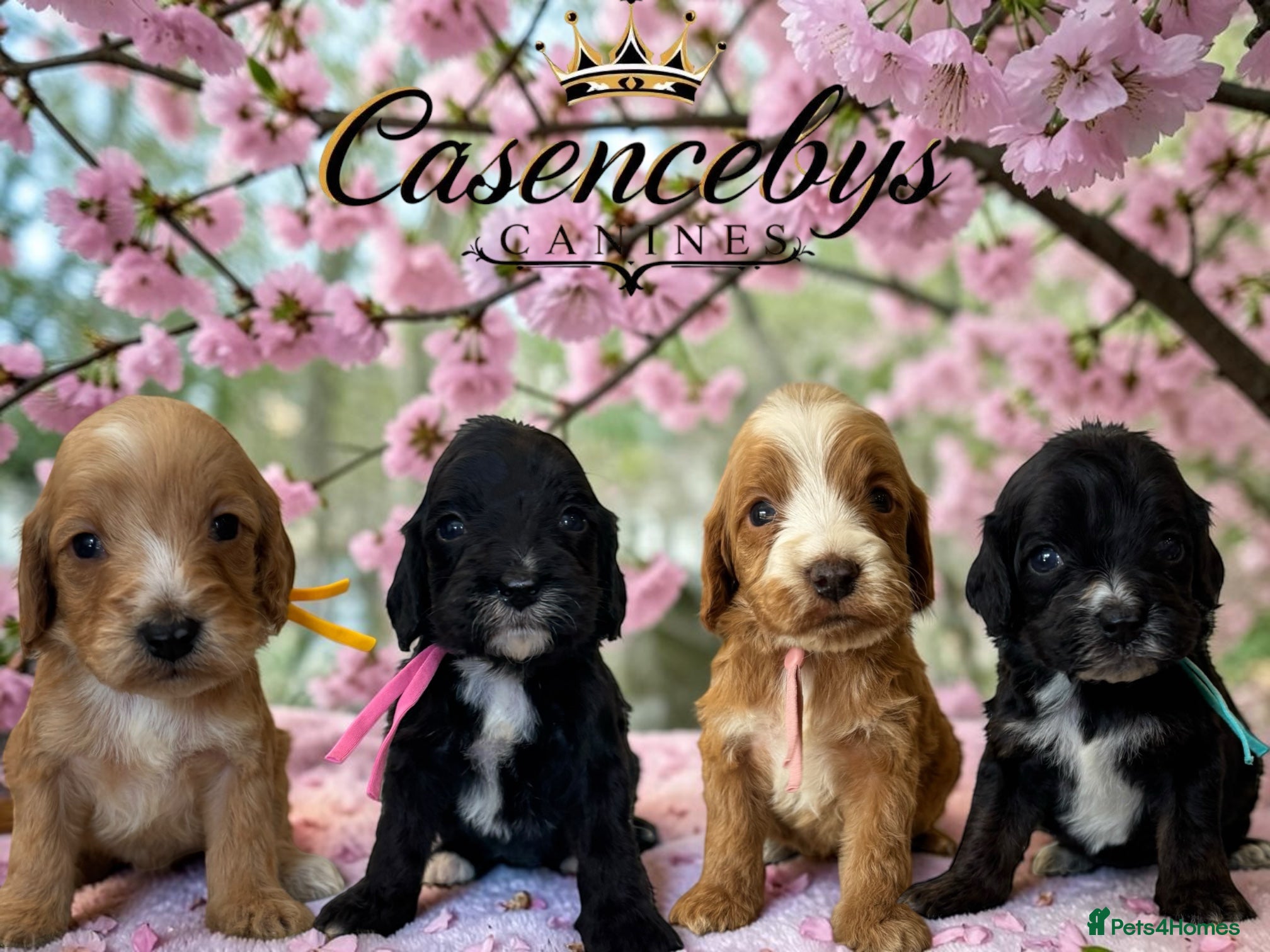 Cockapoo dogs Beautiful DNA clear F1 cockapoos pups - Advert 1