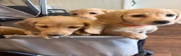 Miniature Dachshund dogs for sale: Pure cream long haired mini dachshunds - Advert 10