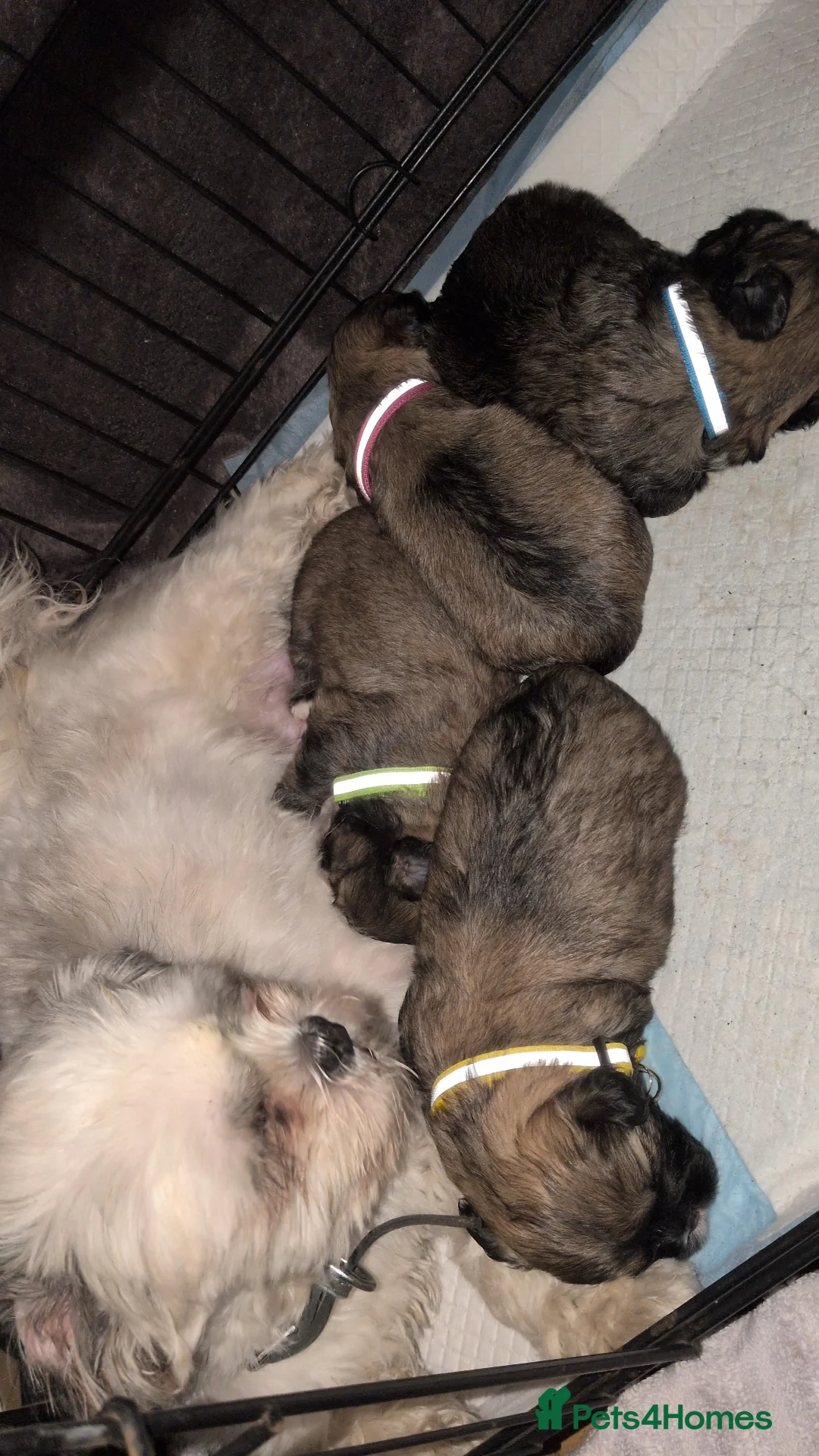 Lhasa Apso dogs for sale: 4 Beautiful beautiful Lhasa Apso Babies For Sale  - Advert 19