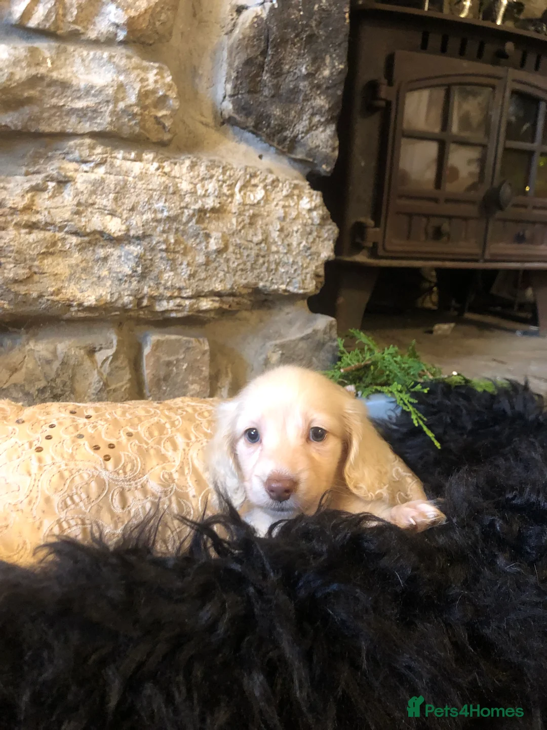 Miniature Dachshund dogs for sale: KC English Cream miniature dachshund  - Advert 15