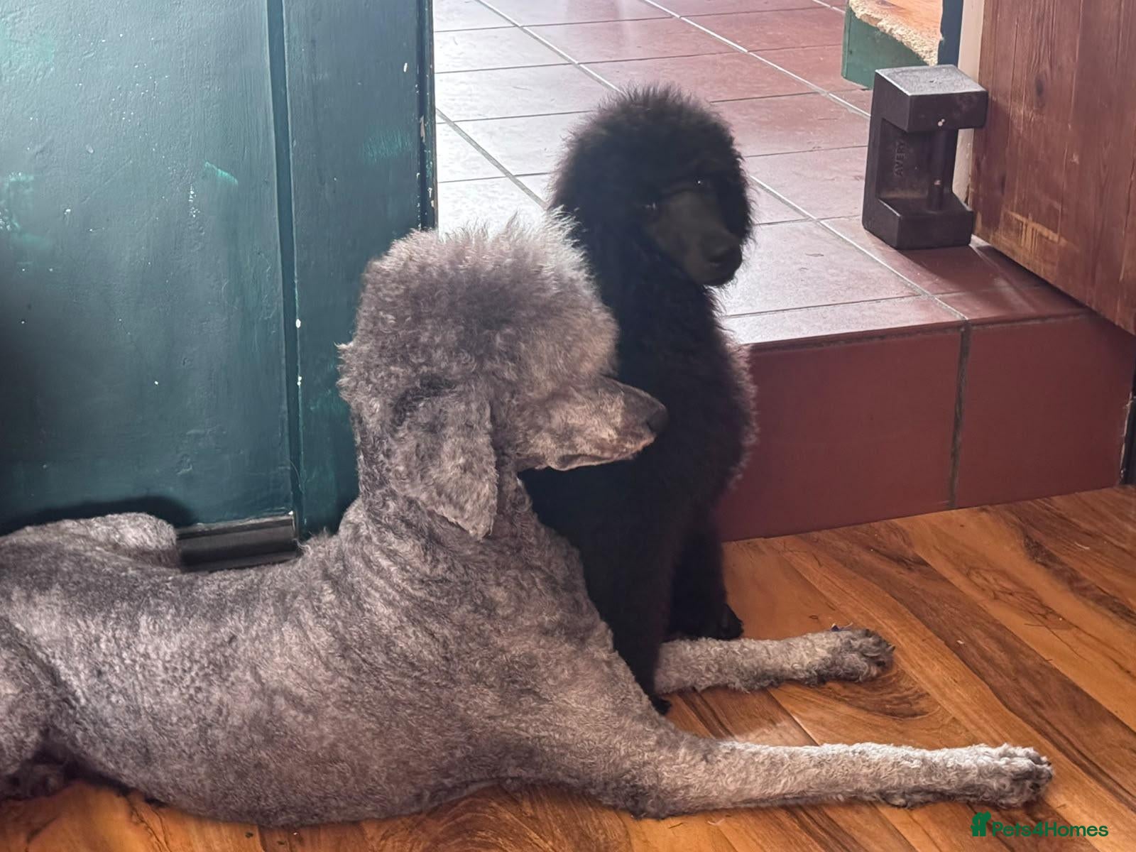 Standard Poodle dogs Standard poodle female puppy  - Advert 1