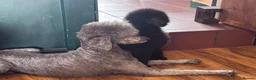 Standard Poodle dogs for sale: Standard poodle female puppy  - Advert 1