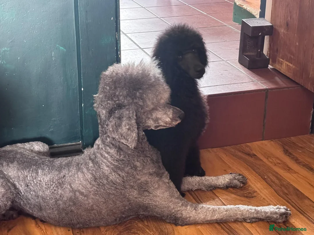 Standard Poodle dogs for sale: Standard poodle female puppy  - Advert 1