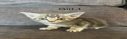 Mixed Breed cats for sale: Stunning kittens available ready now  - Advert 33