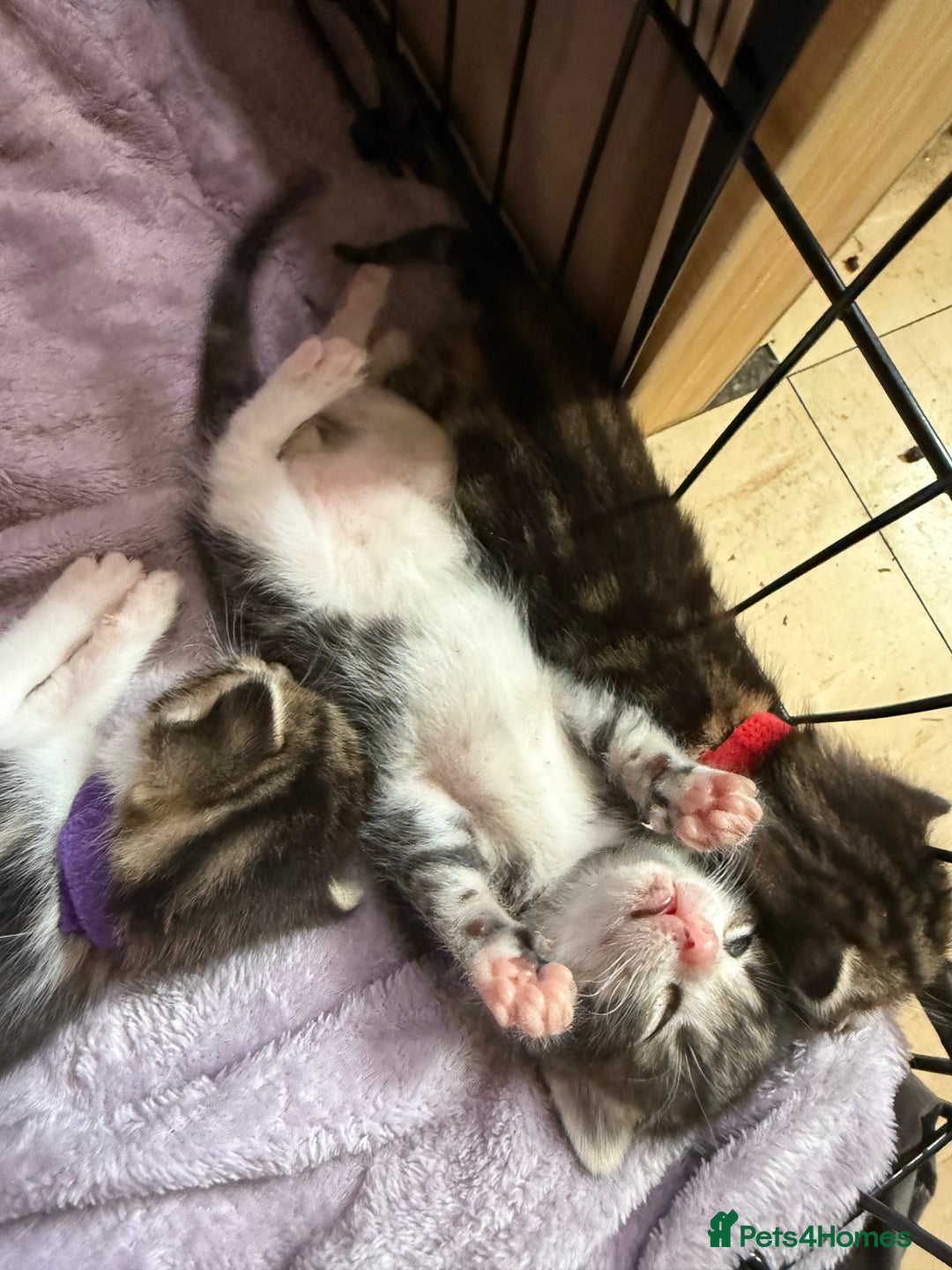 Bengal cats for sale: half bengal kittens  - Image 16