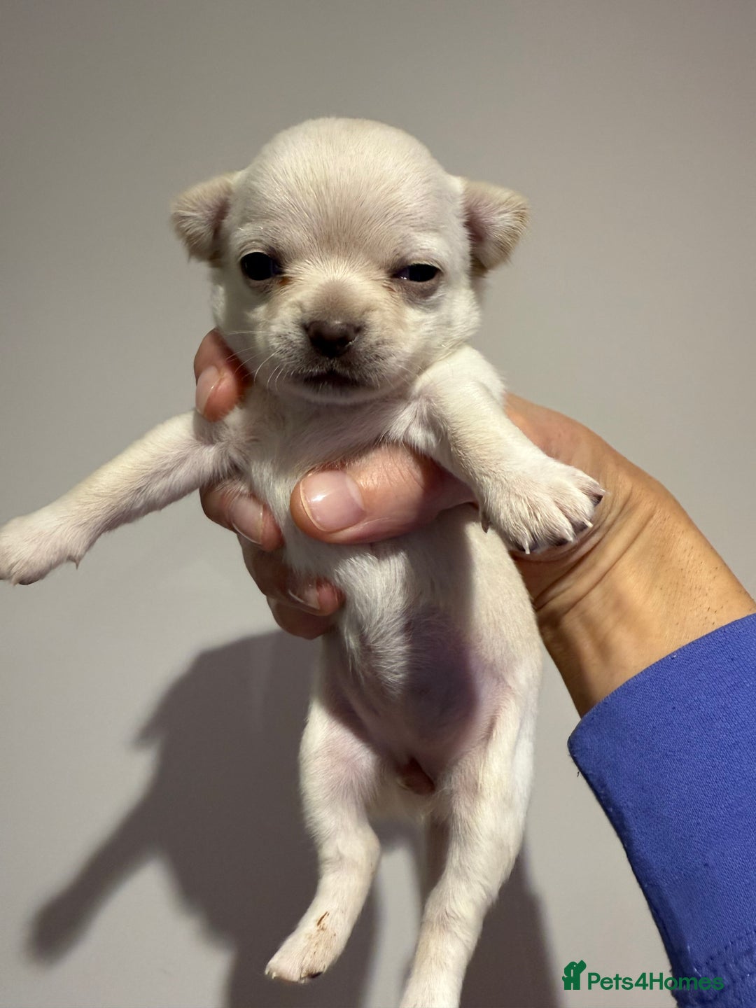 Chihuahua dogs for sale: Stunning smooth coat chihuahuas  - Advert 14