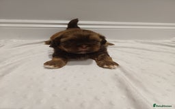 Shih Tzu dogs for sale: Karashishi half Imperial Shih Tzu Puppies 🐶 - Image 5