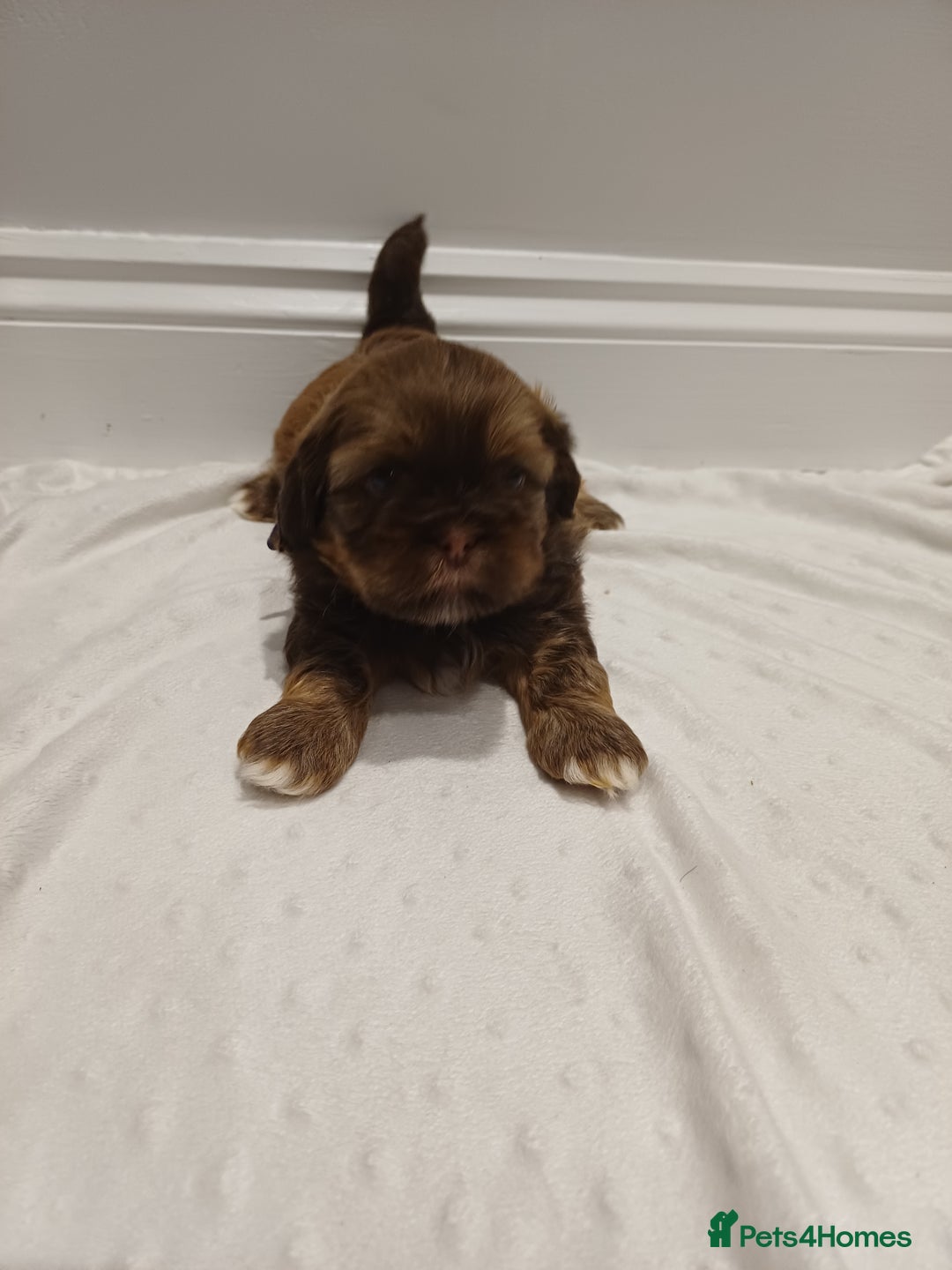 Shih Tzu dogs for sale: Karashishi half Imperial Shih Tzu Puppies 🐶 - Image 5