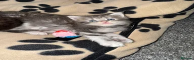 Maine Coon Kitten 4