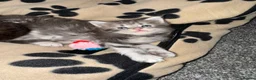 Maine Coon cats for sale: Stunning litter of 7 Maine coons!  - Advert 15