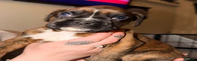 Boxer Puppy 5