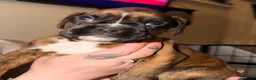 Boxer dogs for sale: 🐾 Exceptional KC Registered Boxer Puppies - Advert 5
