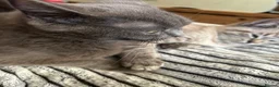 Mixed Breed cats for sale: Blue x Siberian Two Boy kittys - Advert 6