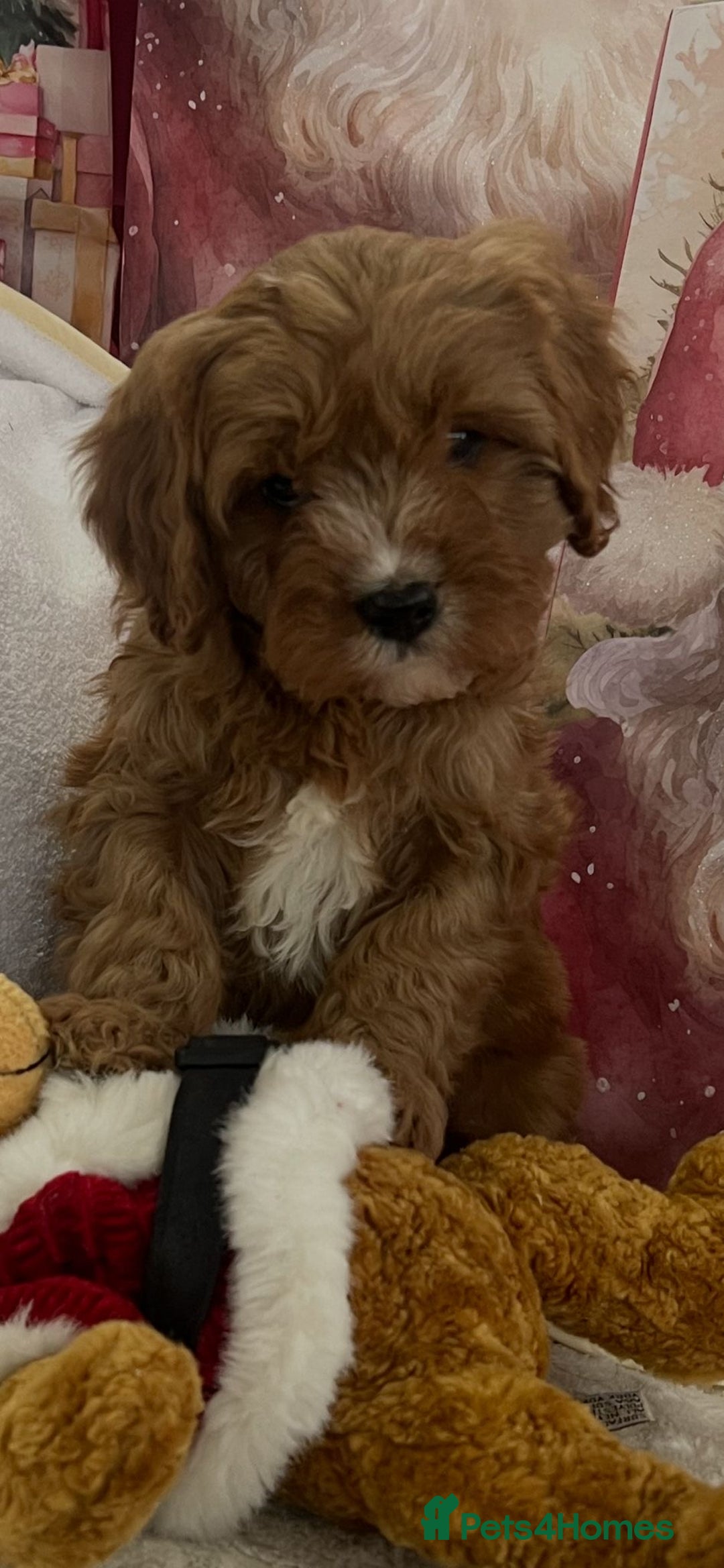 Cavapoo dogs for sale: Cavapoo puppies ready now 🏡 - Advert 12