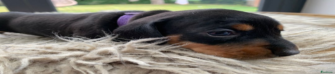 Miniature Dachshund Puppy 3