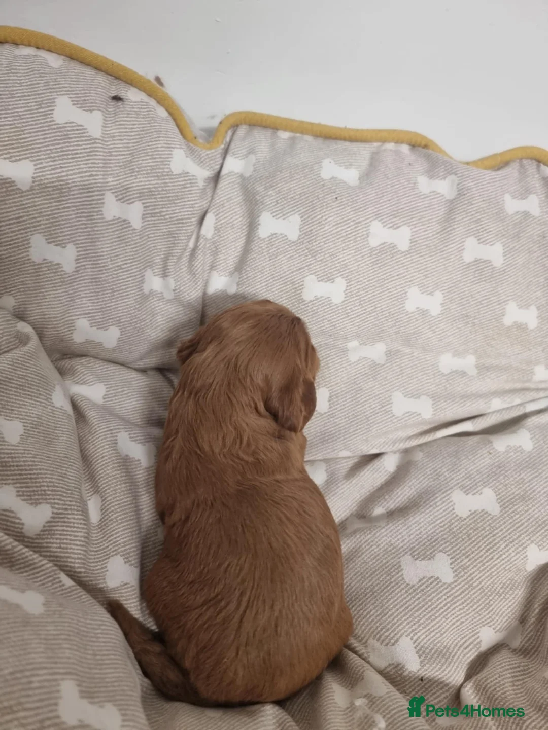 Cavapoo dogs for sale: Cavapoo - Advert 9