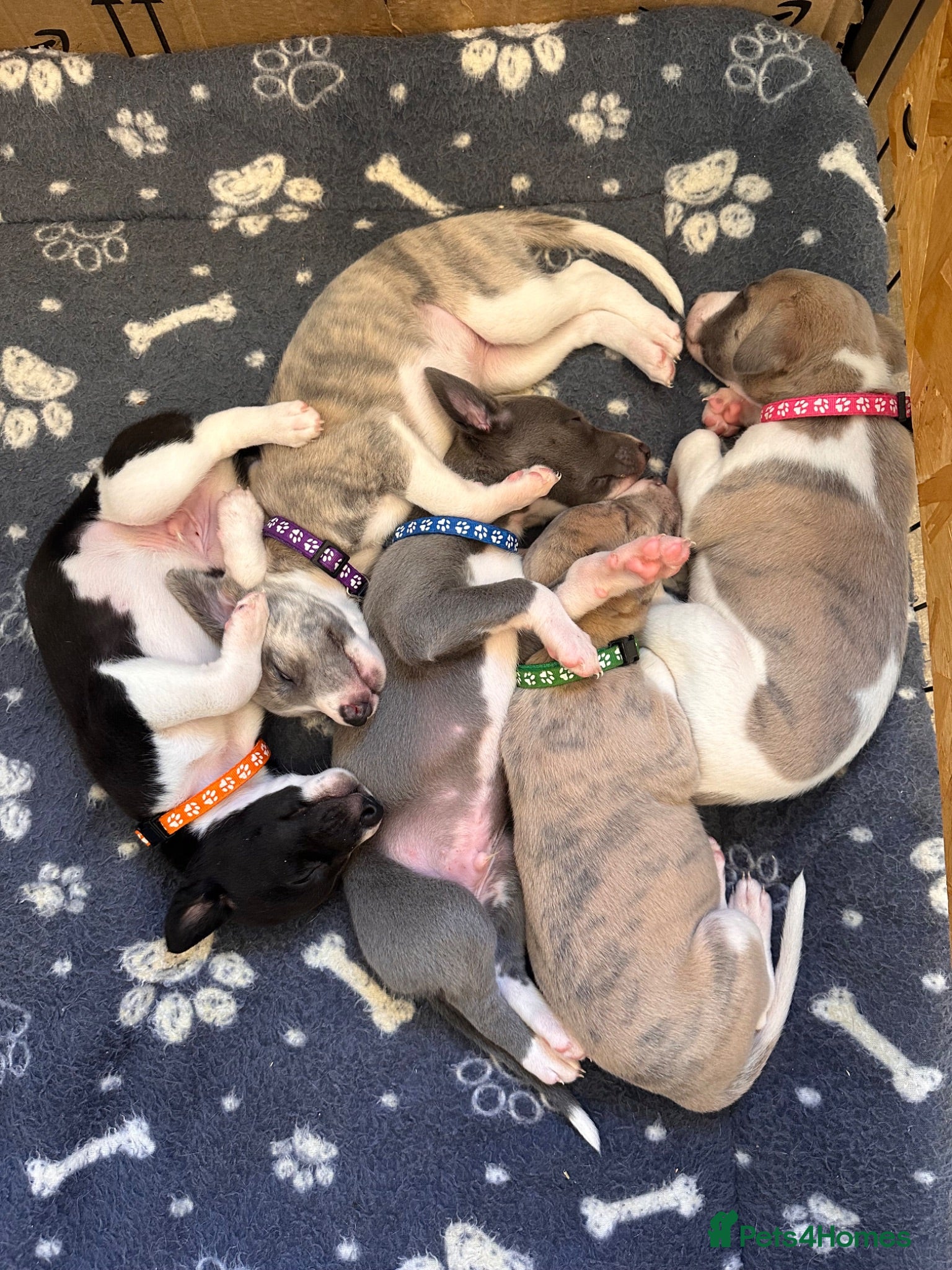 Whippet dogs KC registered whippet puppies  - Advert 1