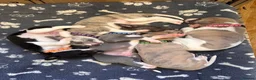Whippet dogs for sale: KC registered whippet puppies  - Advert 1