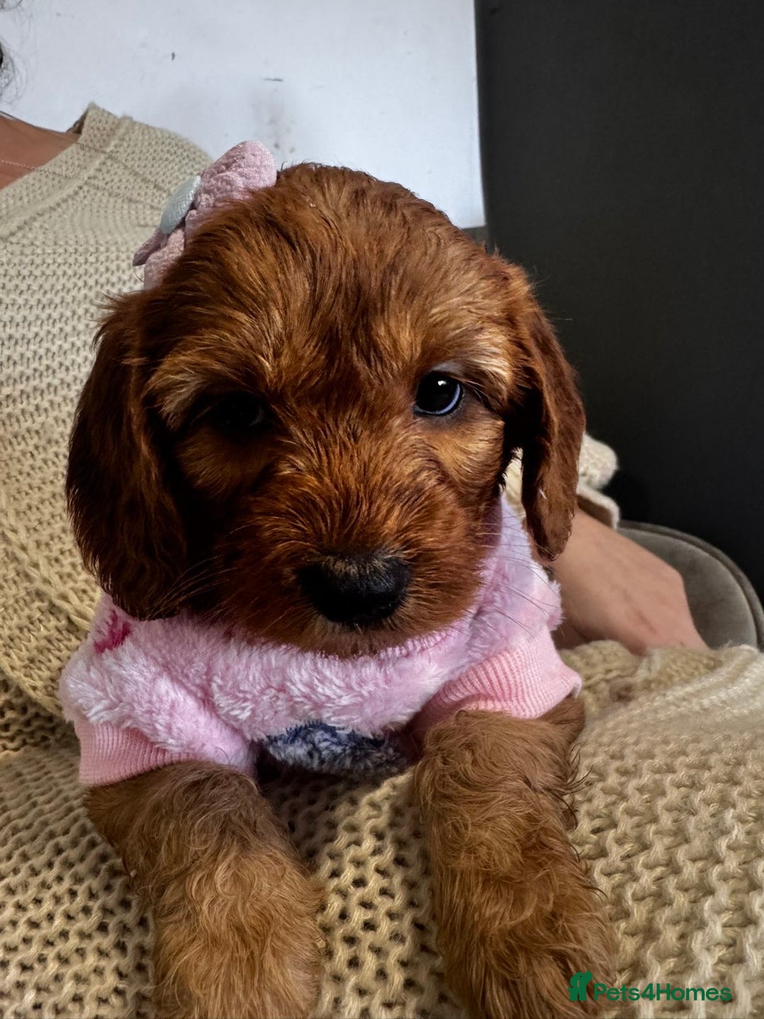 Cockapoo dogs for sale: 1 boy left beautiful teddy bears   - Image 4