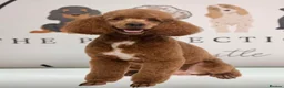 Labradoodle dogs for sale: F1 Miniature Labradoodles  - Advert 10
