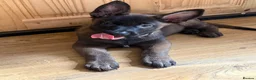 Belgian Shepherd Dog dogs for sale: last Belgian shepherd Harry READY TO GO - Advert 36