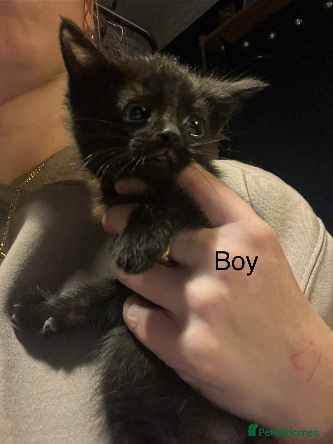 Mixed Breed cats for sale: Black kittens for sale - Advert 2