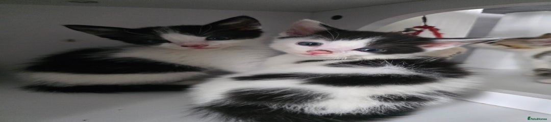Mixed Breed Kitten 5