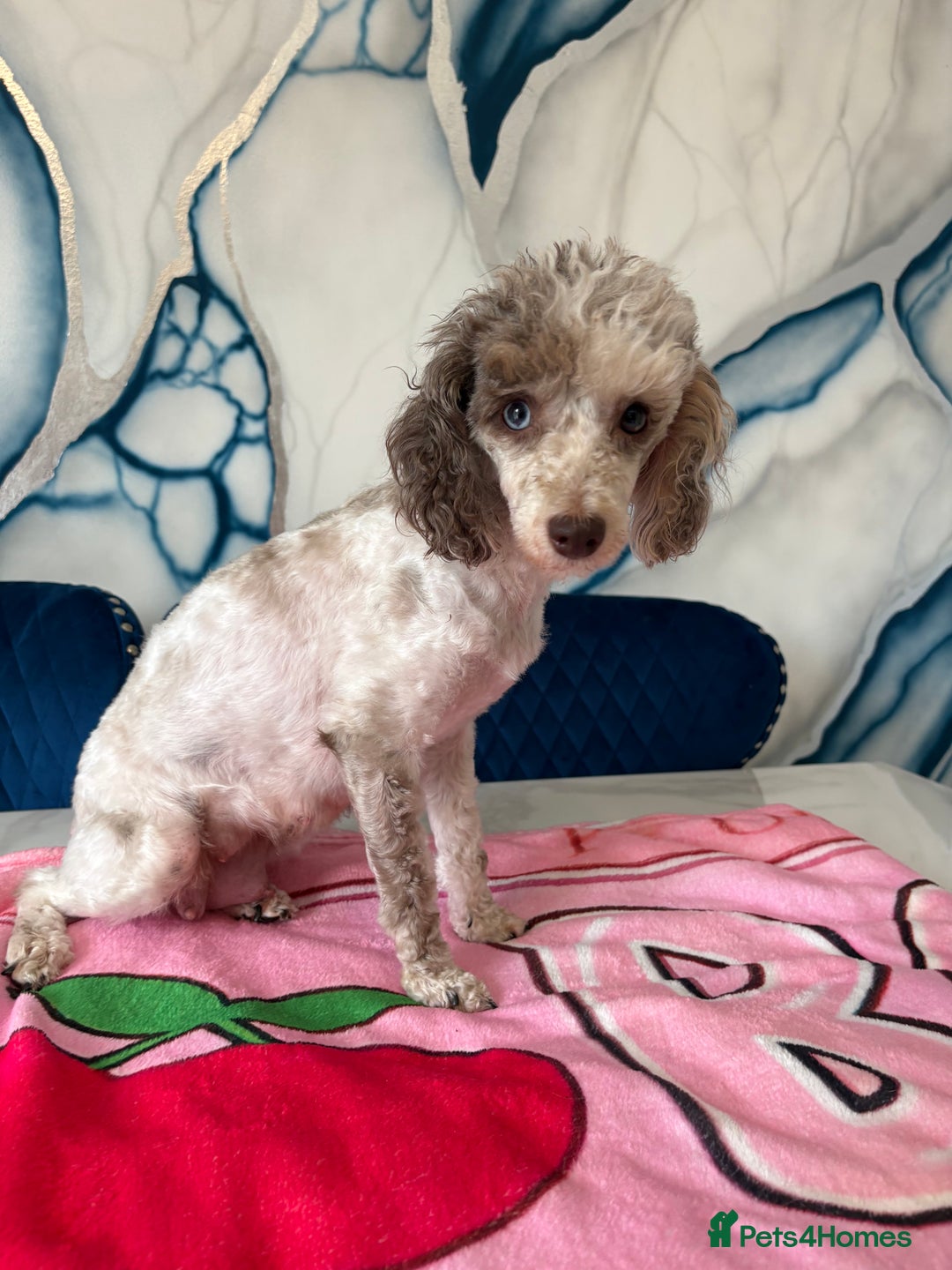 Toy Poodle dogs for sale: 1 Male & 1 Female Toy Poodle - Image 20