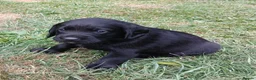 Cockerdor dogs for sale: Beautiful litter of cockador puppies. - Advert 1