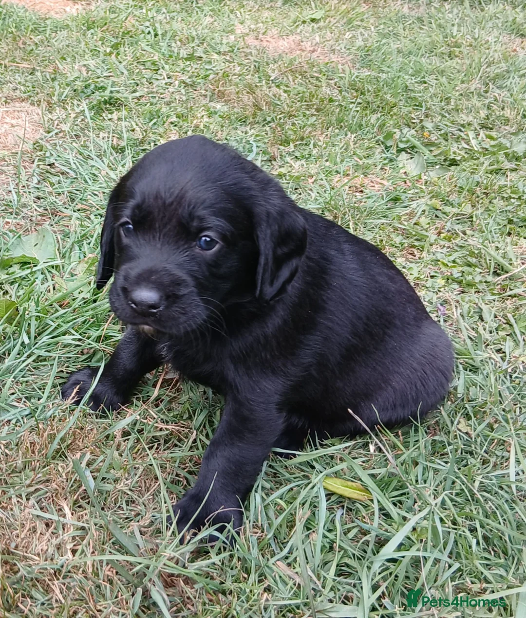 Cockerdor dogs for sale: Beautiful litter of cockador puppies. - Advert 1