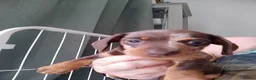 Miniature Dachshund dogs for sale: Beautiful miniature dachshund  - Advert 3