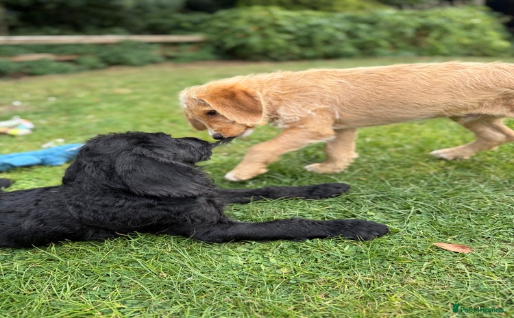 Labradoodle dogs - Advert 2