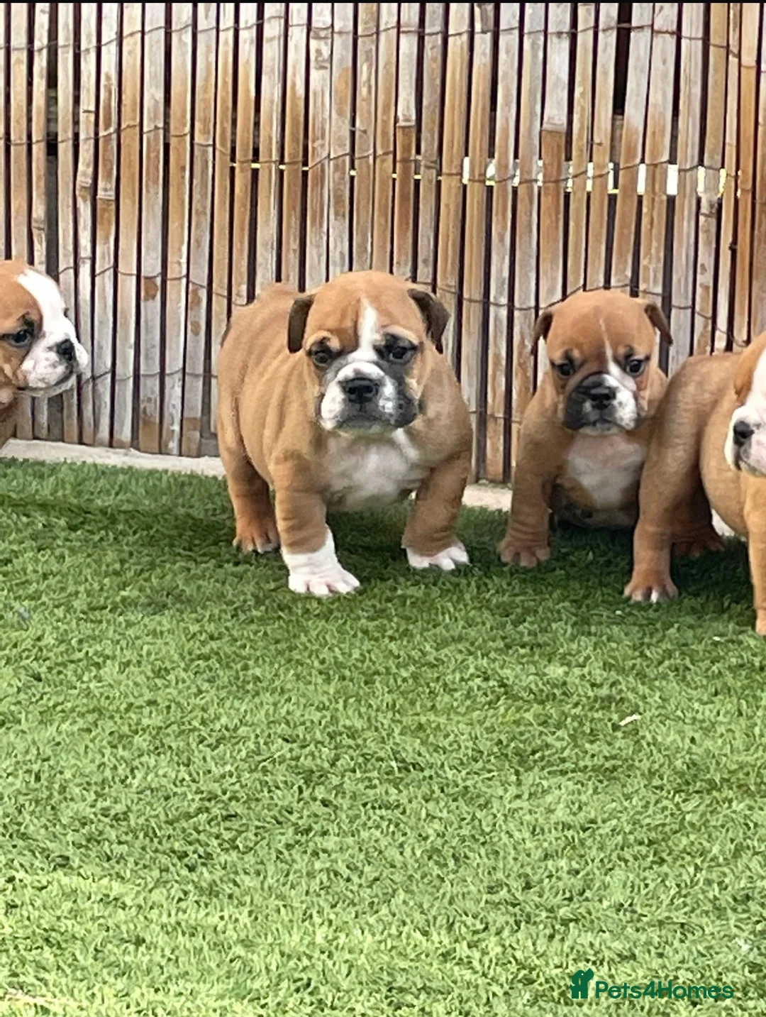 English Bulldog dogs for stud: Our Stunning English Bulldog Carter  in York - Advert 26