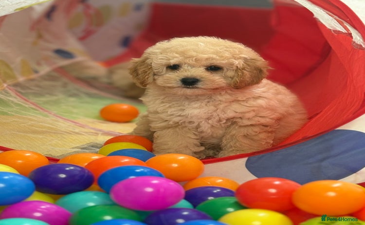 Cavapoo dogs - Advert 3