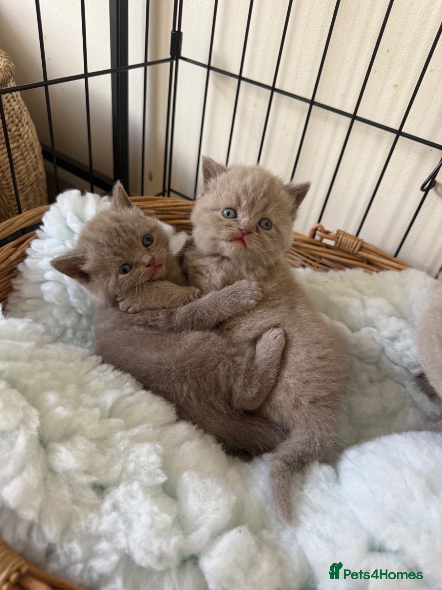 British Shorthair cats Beautiful British shorthair kittens  - Advert 3