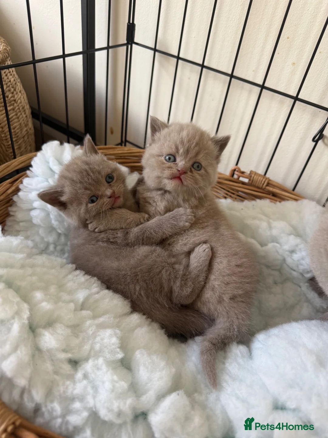 British Shorthair cats for sale: Beautiful British shorthair kittens  READY NOW 🐾 - Advert 2