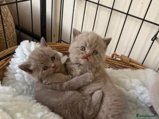 British Shorthair cats Beautiful British shorthair kittens - Advert 3