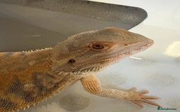 Dragon reptiles for sale: Female Leatherback Bearded Dragon - Image 6