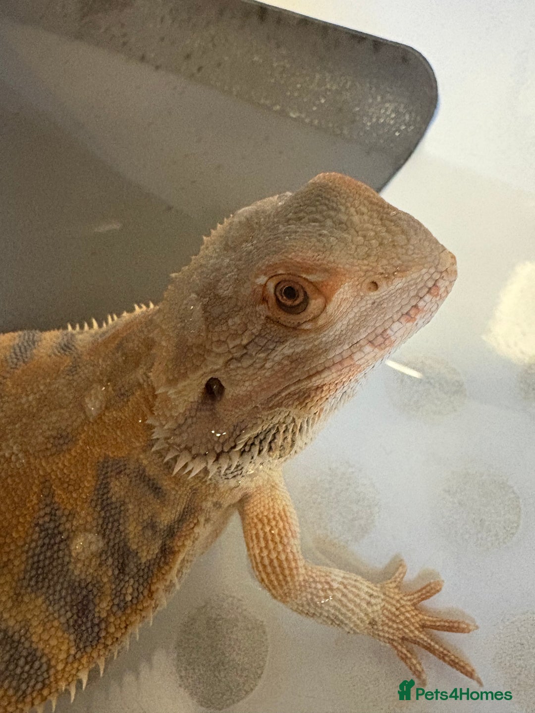 Dragon reptiles for sale: Female Leatherback Bearded Dragon - Image 6