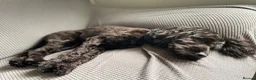 Cockapoo dogs for sale: Black Cockapoo female 11 months  in Gravesend - Advert 5