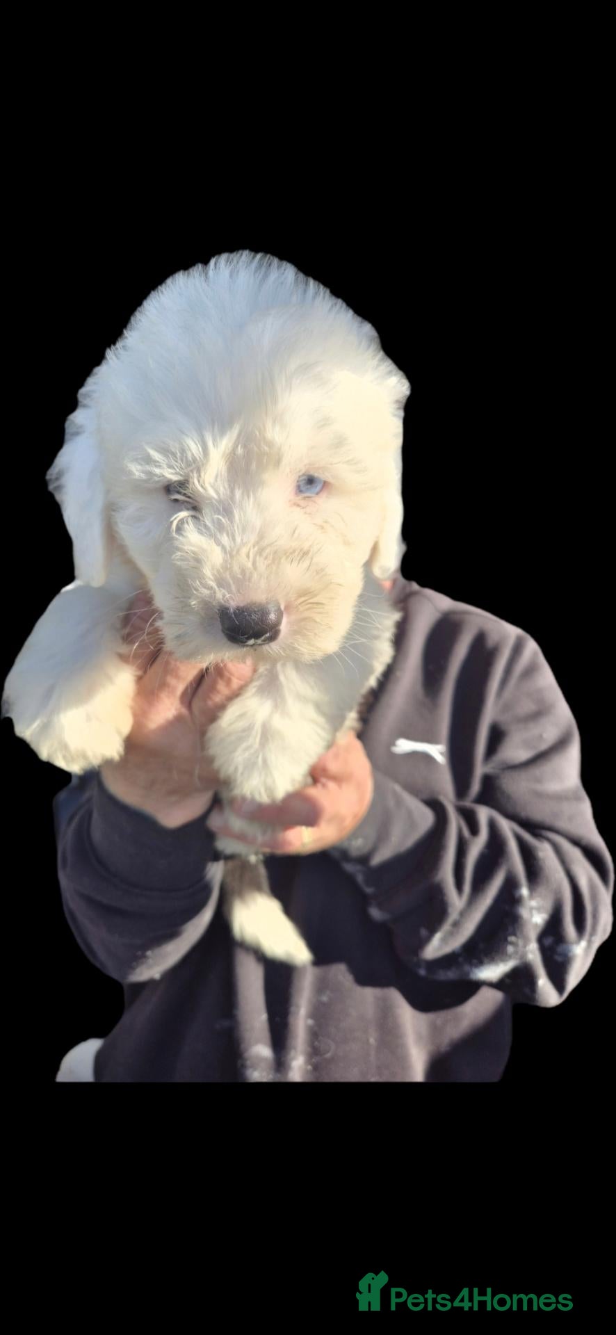 Old English Sheepdog dogs for sale: READY NOW - Advert 2