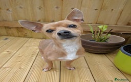 Mixed Breed dogs for sale: LOOKING FOR HOME - Advert 1