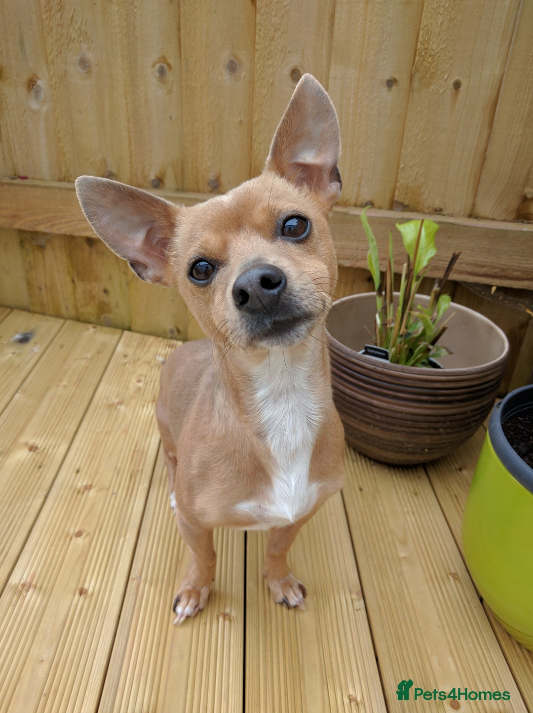 Mixed Breed dogs for sale: LOOKING FOR HOME - Advert 1