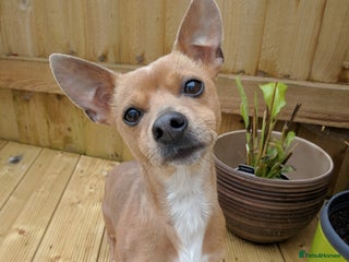 Mixed Breed dogs LOOKING FOR HOME - Advert 1