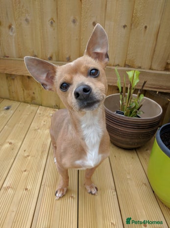 Mixed Breed dogs LOOKING FOR HOME - Advert 1