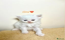Persian cats for sale: Pure breed Rare Colours Gorgeous Persian Kittens  - Image 2