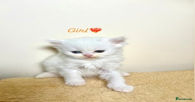 Persian cats - Advert 11
