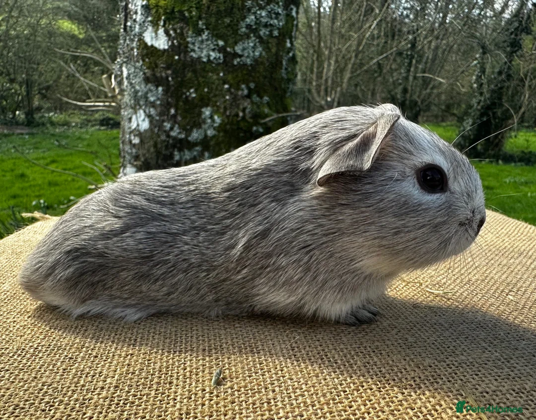 Guinea Pig rodents for sale: Father & Son Bonded Pair - Advert 9